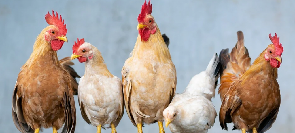 Information Influenza Aviaire