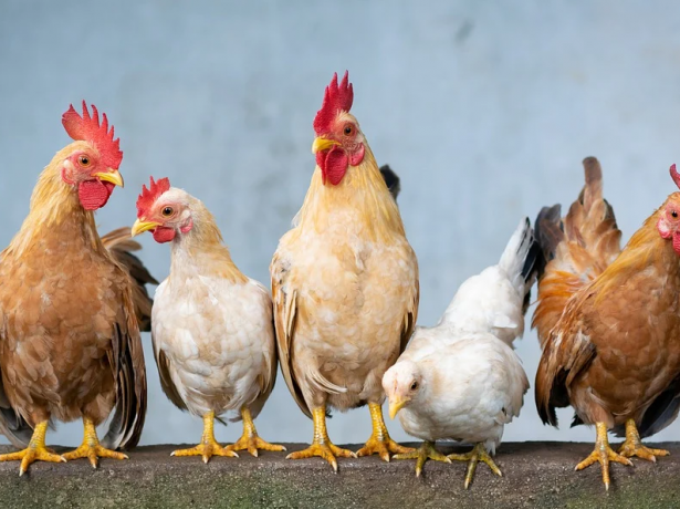 Information Influenza Aviaire