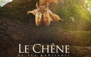 Ciné Sierentz plein air