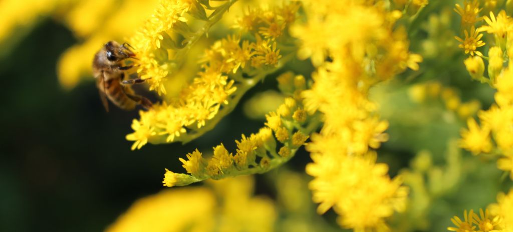 La Fête de l'abeille - 150ème anniversaire