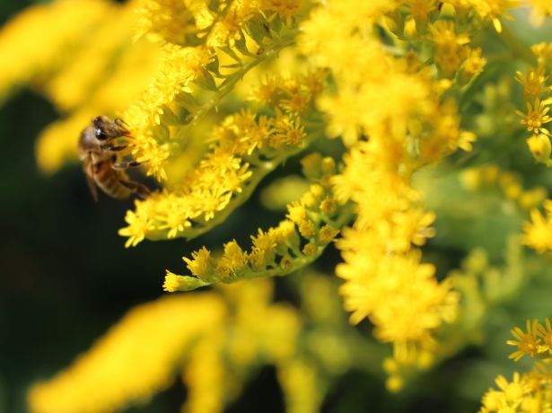 La Fête de l'abeille - 150ème anniversaire
