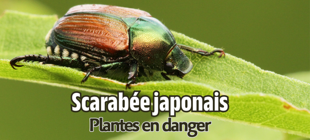 Le scarabée japonais