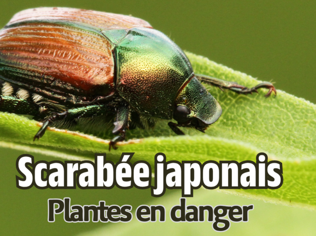 Le scarabée japonais